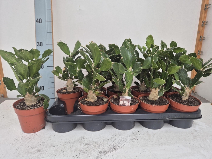 Opuntia