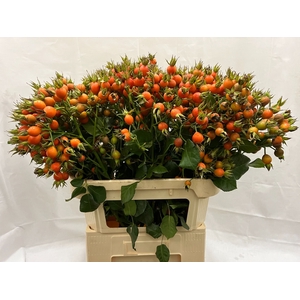 ROSA PUMPKIN
