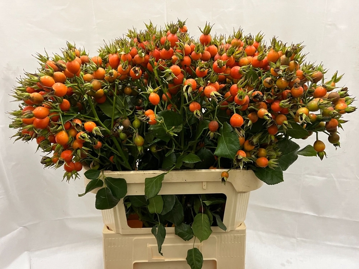 <h4>ROSA PUMPKIN</h4>