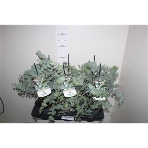 Eucal Cinerea