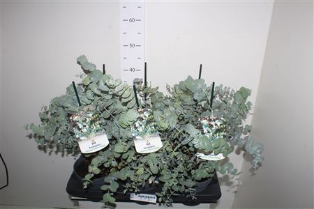 <h4>Eucal Cinerea</h4>