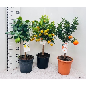 Citrus Mixed 3-5 Var. on stem