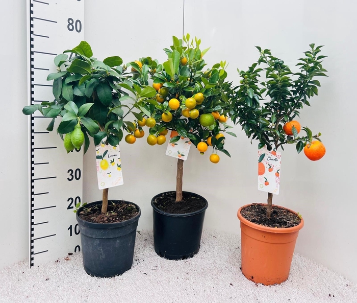 <h4>Citrus Mixed 3-5 Var. on stem</h4>
