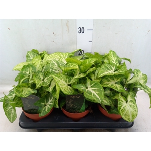 Syngonium  'Arrow'