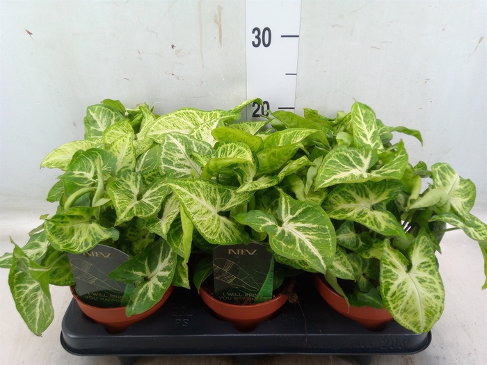 <h4>Syngonium  'Arrow'</h4>