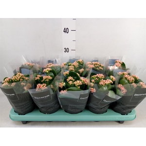 Kalanchoe blos. 'Serenity Peach'