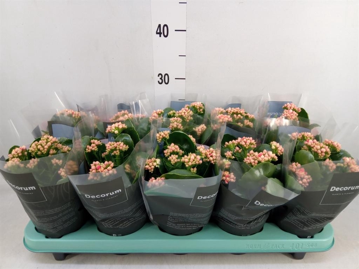 <h4>Kalanchoe blos. 'Serenity Peach'</h4>