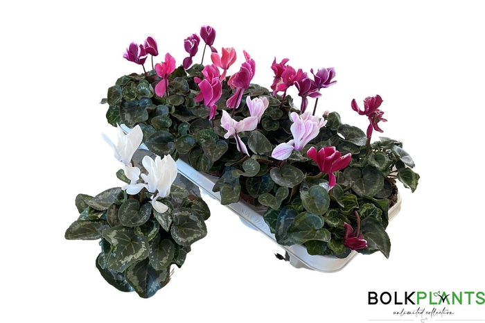 <h4>CYCL MD SUP MACRO</h4>