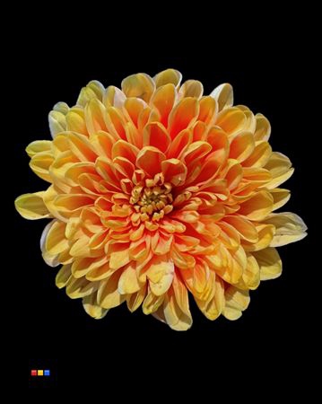 <h4>Chr T Altaj Sunshine</h4>