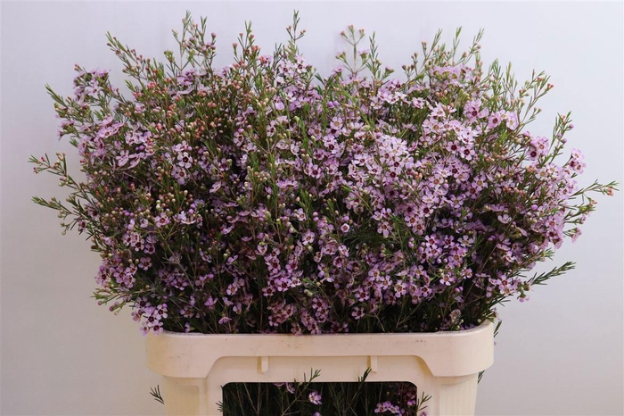 <h4>CHAME UN EARLY NIR</h4>