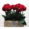 Dahlia Red Fox