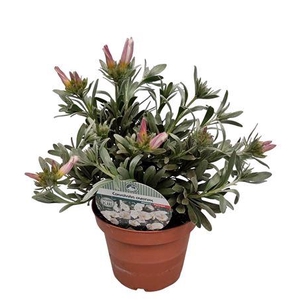 Convolvulus Cneorum Bush - 1154