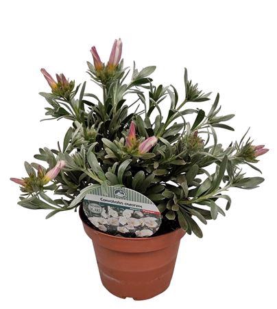<h4>Convolvulus Cneorum Bush - 1154</h4>