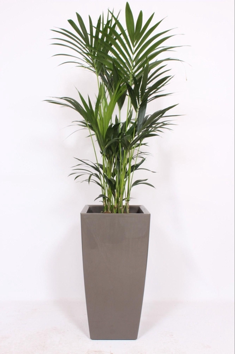 <h4>Howea Forsteriana in Piza pot "taupe"</h4>