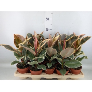 Ficus elastica 'Tineke'