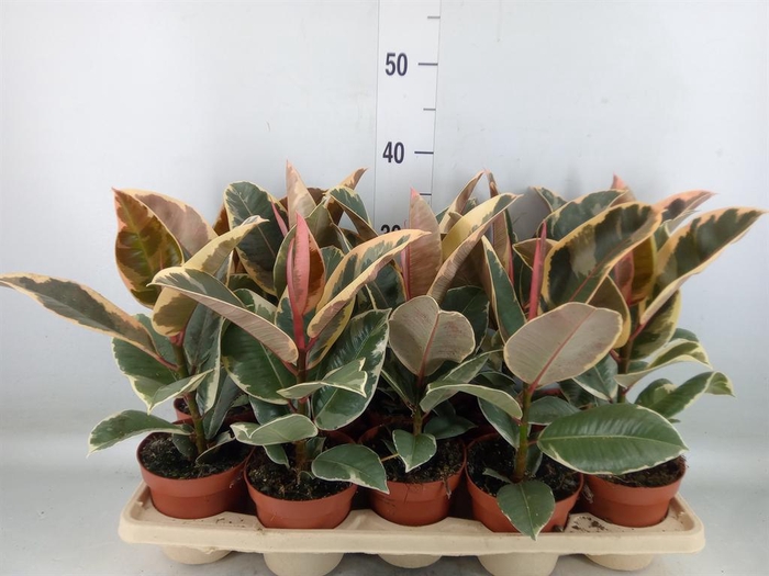 <h4>Ficus elastica 'Tineke'</h4>