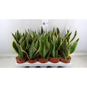 Sansevieria trifa. 'Futura Superba'