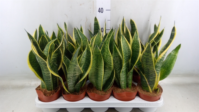 <h4>Sansevieria trifa. 'Futura Superba'</h4>