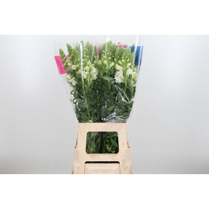 Antirrhinum Ma White