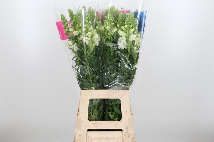 <h4>Antirrhinum Ma White</h4>