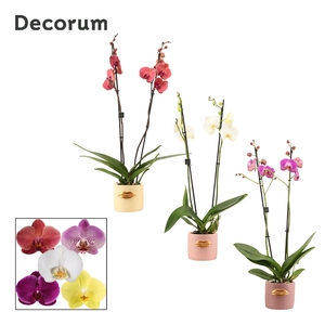 Phalaenopsis 2 tak 16+ mix in Lovely (Luxury World-collection)