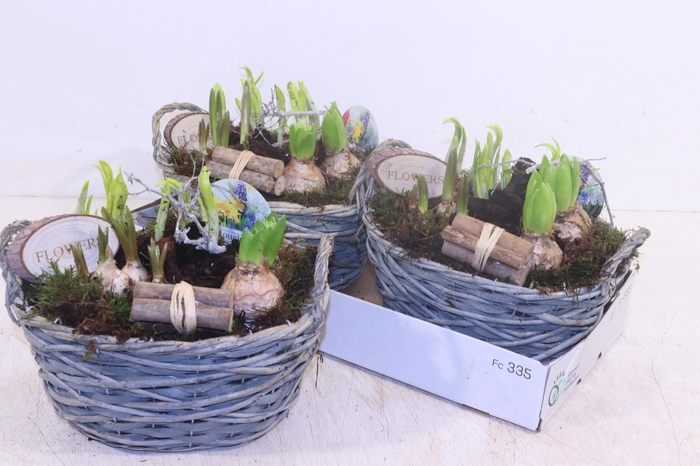 <h4>ARR BOL KNOLGEWAS</h4>