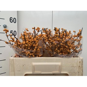 ILEX VE GOLD VERBOOM