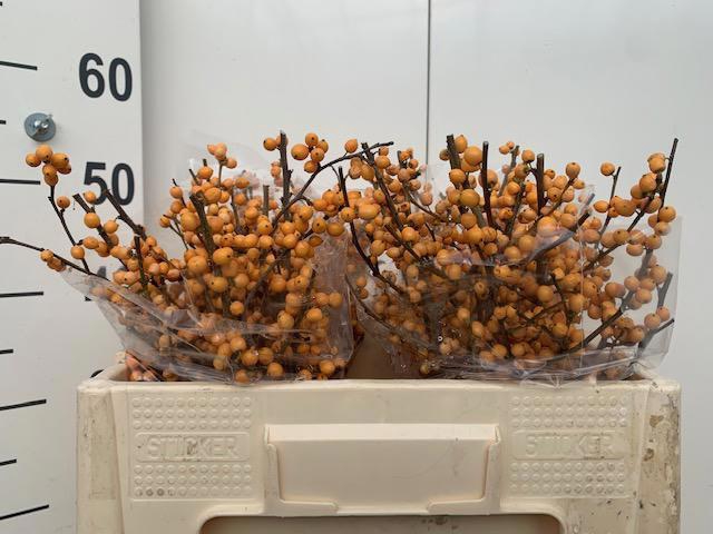 <h4>ILEX VE GOLD VERBOOM</h4>