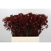 Kangaroo Paw Bush Ruby