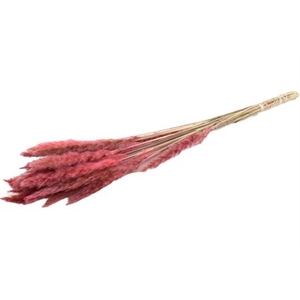 Dried Fluffy Pampas Light Pink 20pcs Bunch