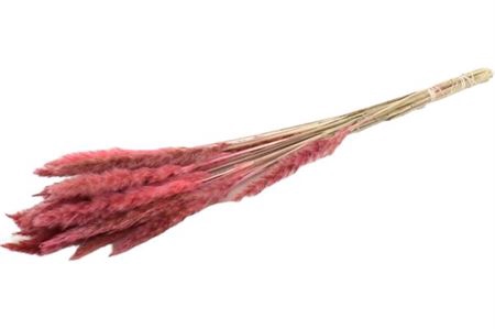 <h4>Dried Fluffy Pampas Light Pink 20pcs Bunch</h4>