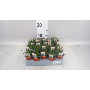 Haworthia fasciata 'Concolor'