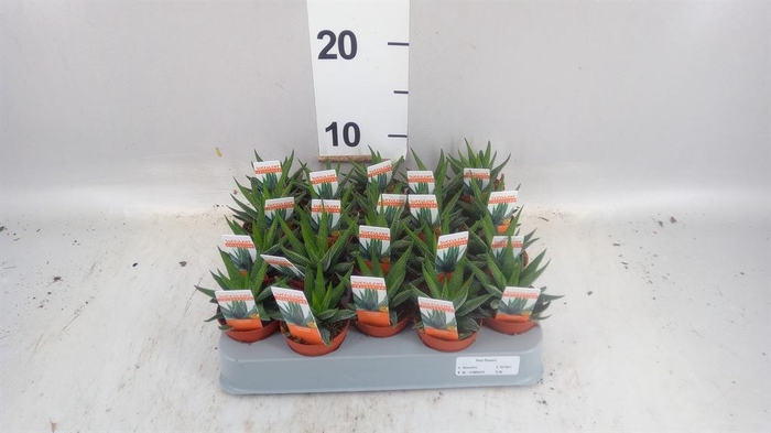 <h4>Haworthia fasciata 'Concolor'</h4>
