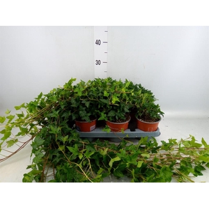 Hedera helix 'Shamrock'