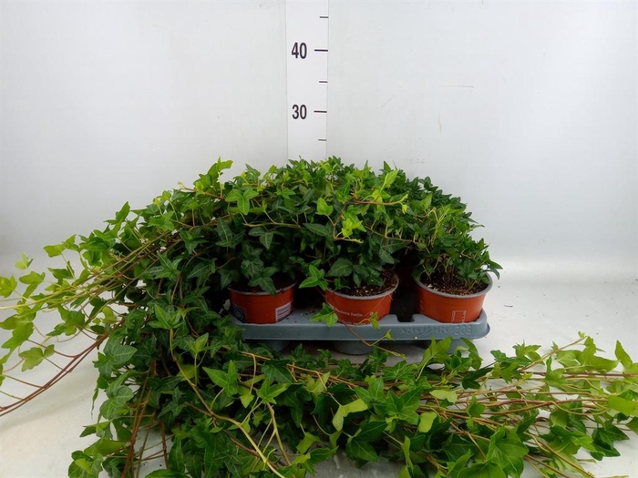<h4>Hedera helix 'Shamrock'</h4>