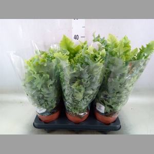 Phlebodium aureum 'Davana'