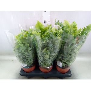 Phlebodium aureum 'Davana'
