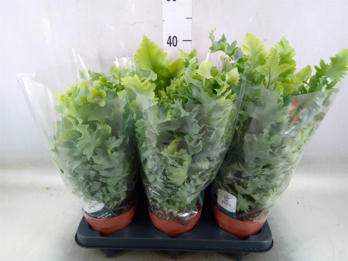 <h4>Phlebodium aureum 'Davana'</h4>