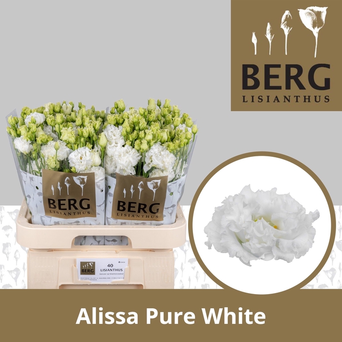 <h4>Lisianthus do alissa pure white</h4>
