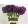 Allium Pinball Wizar