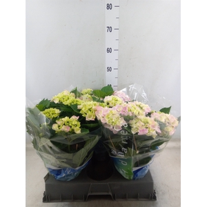 Hydrangea mac. 'Ankong'