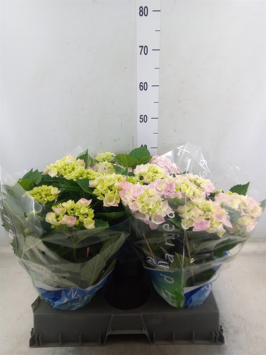 <h4>Hydrangea mac. 'Ankong'</h4>