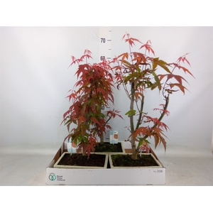 Bonsai   ...