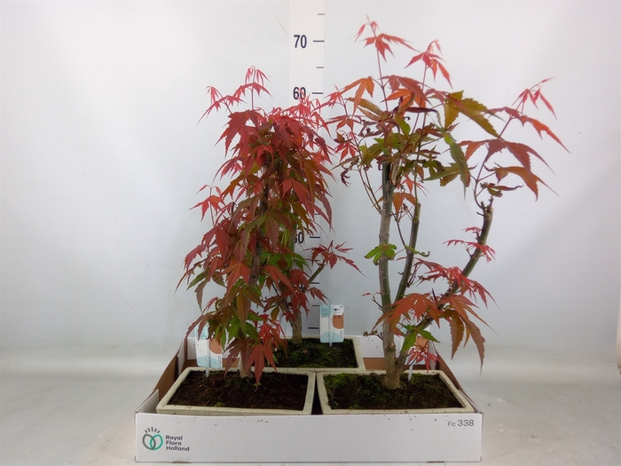 <h4>Bonsai   ...</h4>
