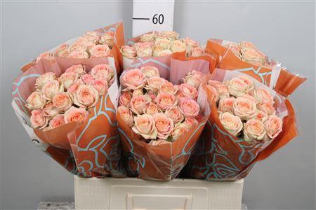 <h4>R Tr Azore X5</h4>