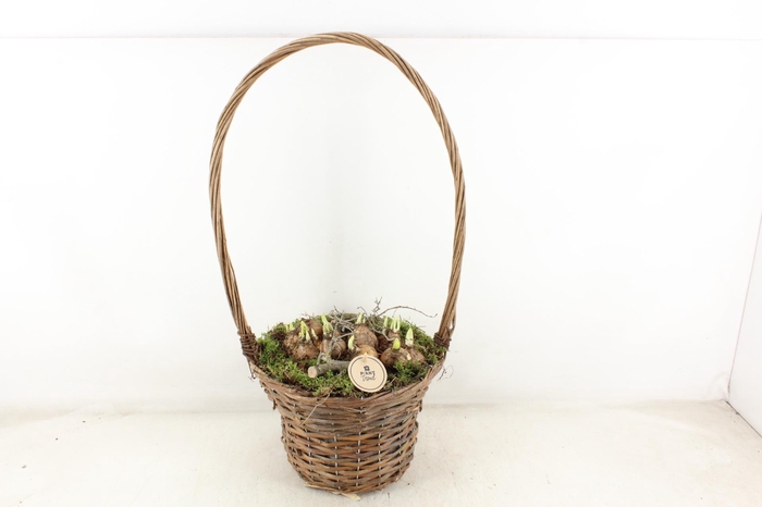 <h4>arr4 Narcis PL - Hengselmand bruin XL x2</h4>