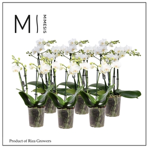 Phalaenopsis Multi White 4 spike - 12cm | Mimesis