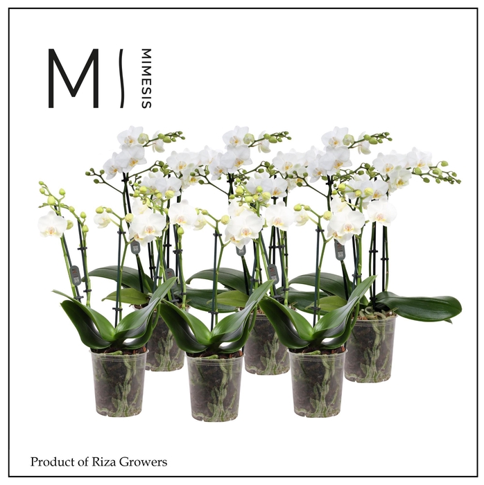 <h4>Phalaenopsis Multi White 4 spike - 12cm | Mimesis</h4>