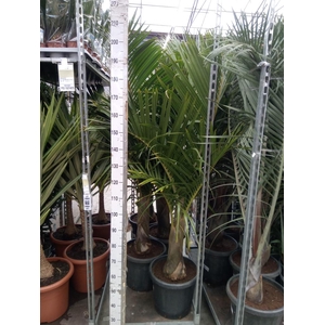 Mascarena verschaffeltii