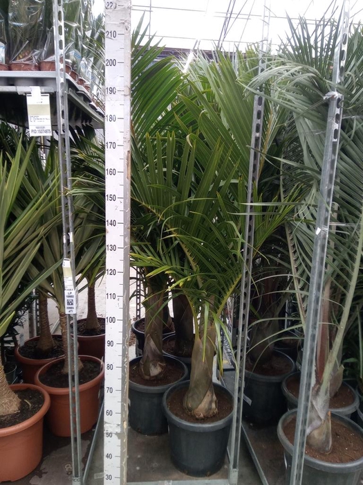 <h4>Mascarena verschaffeltii</h4>